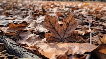 Fototapeta premium fallen oak tree leaf