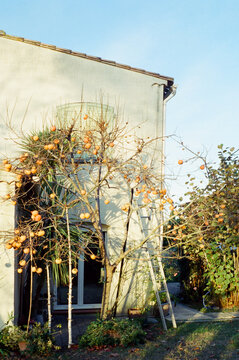 Tropical setting with a fruit tree in house  garden