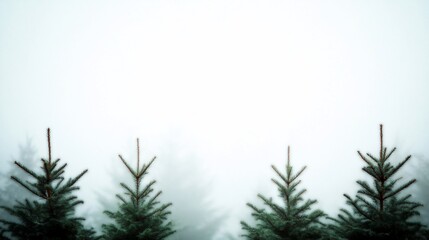 Obraz premium Foggy Christmas tree farm; winter trees