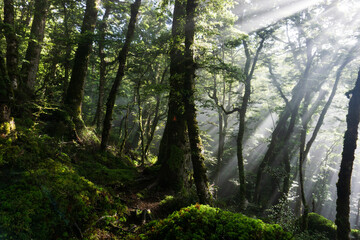 ニュージーランドの森と射す太陽光