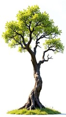 Fototapeta premium Tree with gnarled branches against bright white backdrop, branch, serene environment