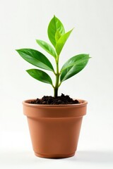 small potted plant with soil and leaves on a white background, isolated, botanical, plant