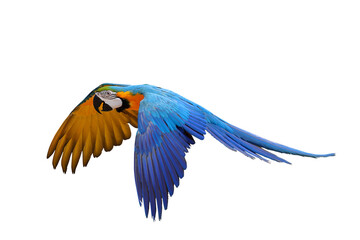 Colorful flying Blue and Gold Macaw parrot isolated on transparent background png file