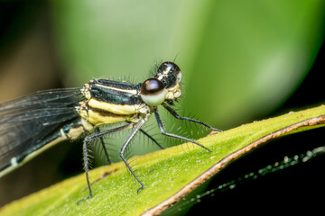 Macro of dragonfly insect in yellow and black