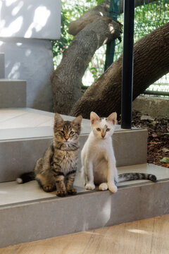 two kittens are sitting on the stairs