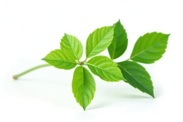 Isolated stem with leaves on white background, greenery, botanicals