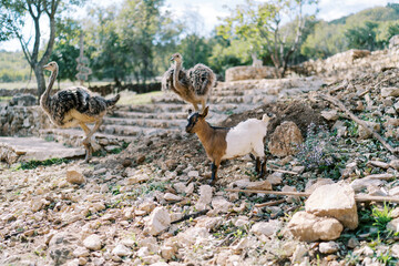 Large ostriches descend the steps in the park past a goatling standing on the stones