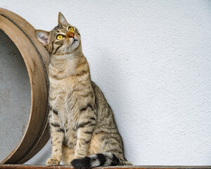 chaton tigré qui regarde les oiseaux