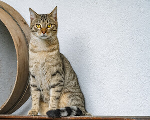 portrait d'un chaton tigré
