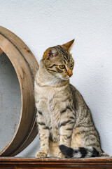 portrait d'un chaton tigré