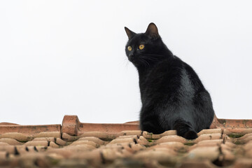 chaton noir sur le toit