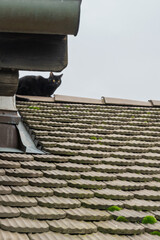 Chaton noir en vigie , en observation sur les toits 
