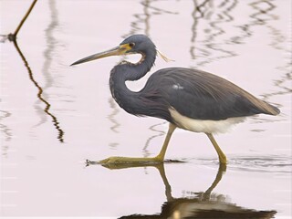 Tricolored heron walking in water