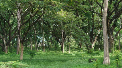 fresh forest in indonesia. good oxygen supply for humans. beautiful and cool when you are there.