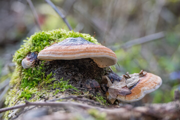 champignon sur le bois mort en forêt