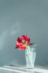 赤い八重咲きのチューリップ