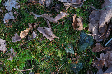 gros plan sur le sol humide de la forêt en hiver