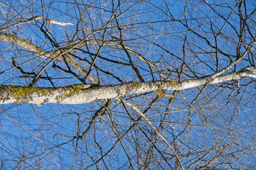 Obraz premium branchage en hiver dans la forêt, ciel bleu