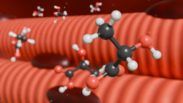 3d animation of lactic acid molecules and skeletal muscle. The accumulation of lactic acid in muscle tissue during intense physical activity, leading to muscle fatigue and soreness.