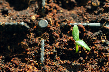 A young green seedling sprouts from rich soil in a plastic tray under warm sunlight, symbolizing new life, gardening, and sustainable farming.