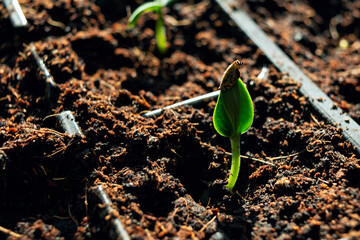 Closeup of green seedling sprouting from fertile soil in sunlight, symbolizing growth, new life, and agricultural beginnings.