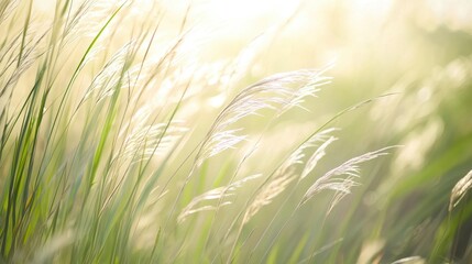 A gentle spring breeze blowing through tall grass, softly blurred in the middle for text.