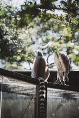 二匹のワオキツネザル