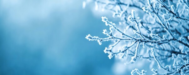Close up of frosted tree branches against a blue background