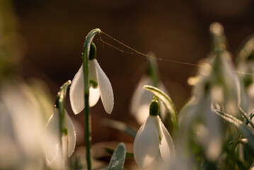 Wiosenne kwiaty przebiśniegi w lesie. © Elżbieta Kaps