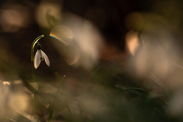 Wiosenne kwiaty przebiśniegi w lesie. © Elżbieta Kaps