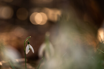 Wiosenne kwiaty przebiśniegi w lesie. © Elżbieta Kaps