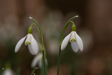 Wiosenne kwiaty przebiśniegi w lesie. © Elżbieta Kaps