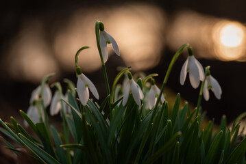 Wiosenne kwiaty przebiśniegi w lesie. © Elżbieta Kaps