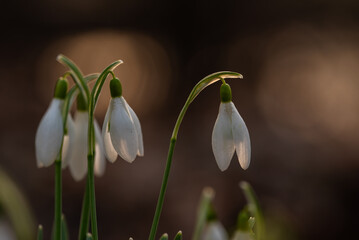 Wiosenne kwiaty przebiśniegi w lesie. © Elżbieta Kaps