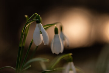 Wiosenne kwiaty przebiśniegi w lesie. © Elżbieta Kaps
