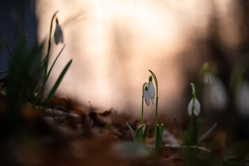 Wiosenne kwiaty przebiśniegi w lesie. © Elżbieta Kaps