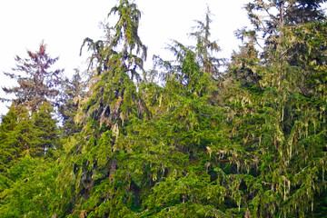 evergreens in the morning