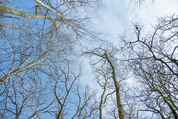 la cime des arbre du bois de la Versoix et le ciel