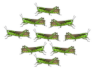 イナゴの集団