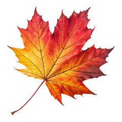 Fototapeta premium vibrant autumn leaf red orange yellow isolated on white background png