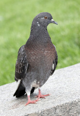 Close-up of a common city pigeon standing on a granite fence of a park against a background of a green lawn. Selective soft focus.