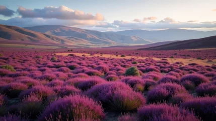 Selbstklebende Fototapeten A vast open moorland blanketed in purple heather, rolling hills stretching endlessly toward the horizon. A soft breeze moves through the vibrant landscape under a golden sky. © Collse