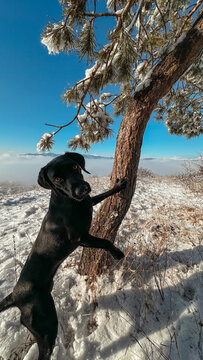 Dog playing in the snow under a tree in the Caucasus mountains