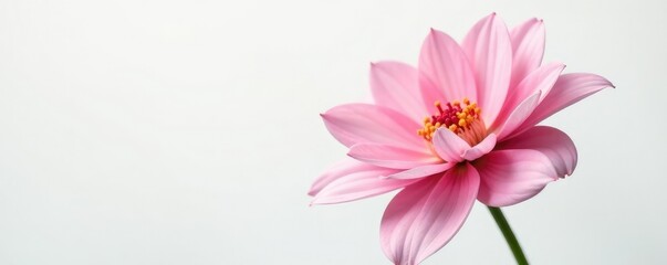 Fototapeta premium Delicate flower with intricate petals on a white background, flora, garden, bloom