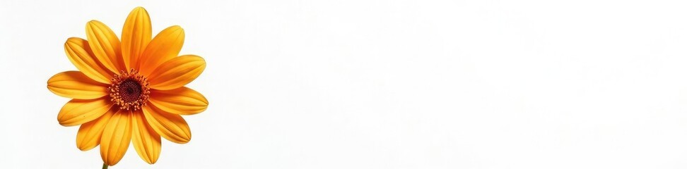 Fototapeta premium Colorful flower bloom isolated on white background, isolated object, nature, petal