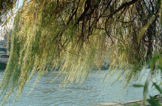 Close-up of willow leaves with Seine river