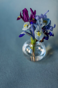 Iris reticulata bouquet
