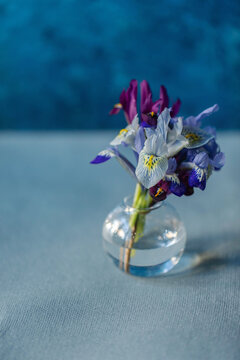 Iris reticulata bouquet