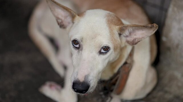 PHILIPPINE NATIVE DOG