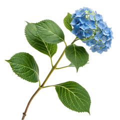 Beautiful blue hydrangea flower with leaves on white background